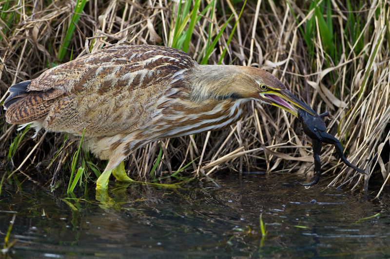 American Bittern Eating Frog